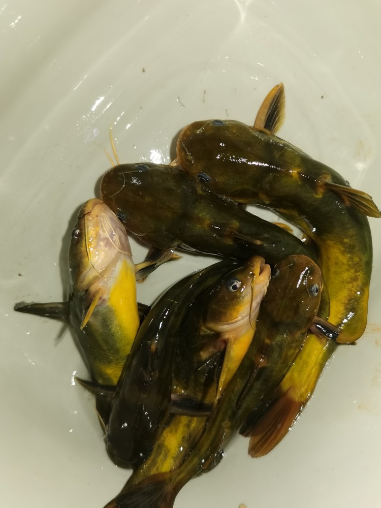 夏季夜钓黄颡鱼的经验之谈