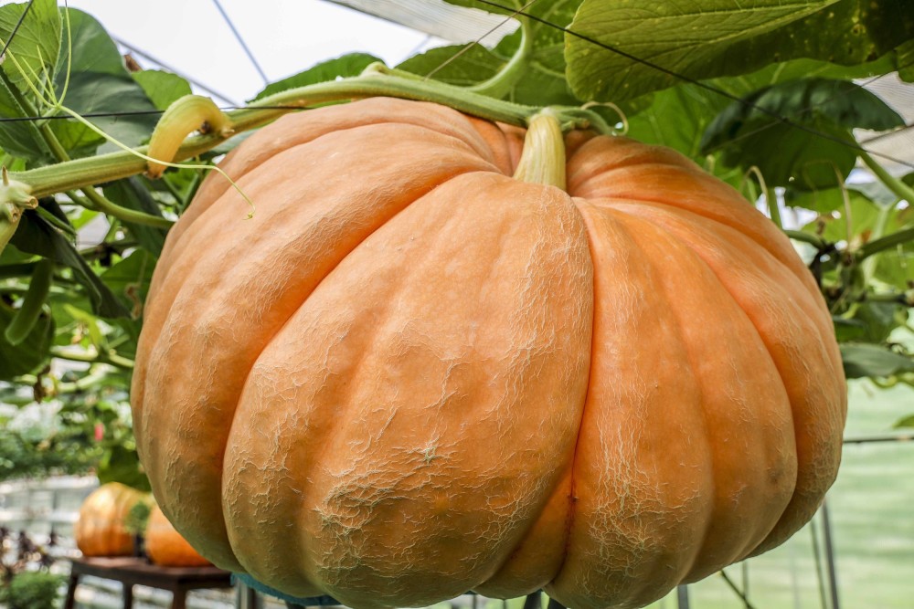 甘肃天水航天育种基地培育出200多斤重航天大南瓜