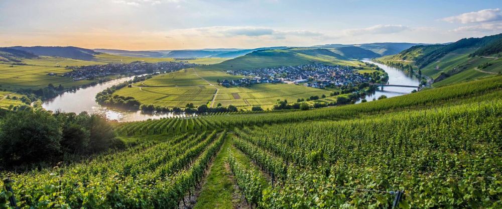 德国葡萄酒历史雷司令如何成为德国酒王