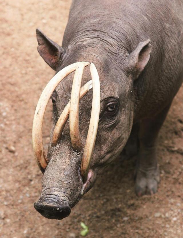 進化失敗的鹿豚獠牙不用來戰鬥卻成為扎穿自己頭骨的匕首