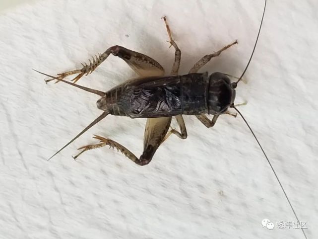 蟋蟀欣赏:乌钢蛋花牙,擅长过肩摔和霸王举鼎