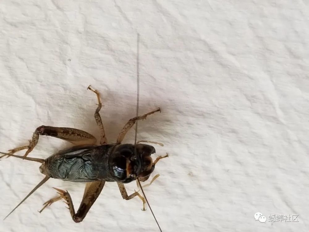 乌钢蛋花牙vs黑金刚慢动作版,慢动作可以看出乌钢蛋花牙打法凶猛,冲劲