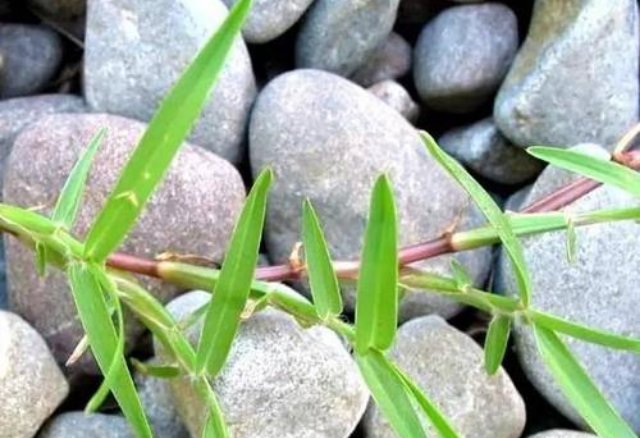 汪曾祺人间草木以俗为雅语淡情深一株巴根草话乡愁