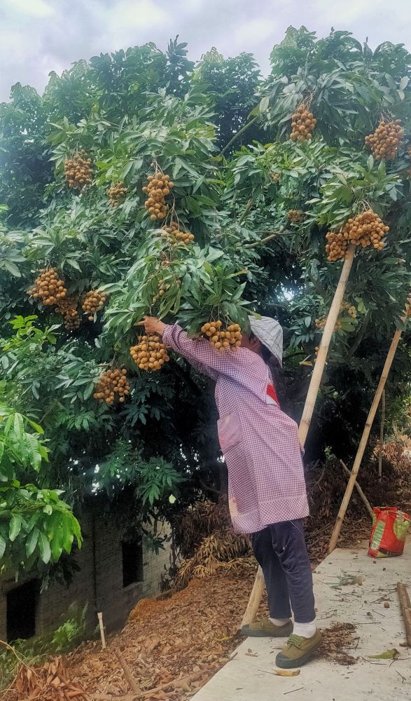 广东名优南方优品走进火了2000年的皇室贡品高州储良龙眼种植基地