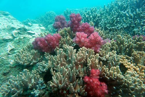 珊瑚礁 海底的 绿洲 它是植物还是动物呢 腾讯新闻