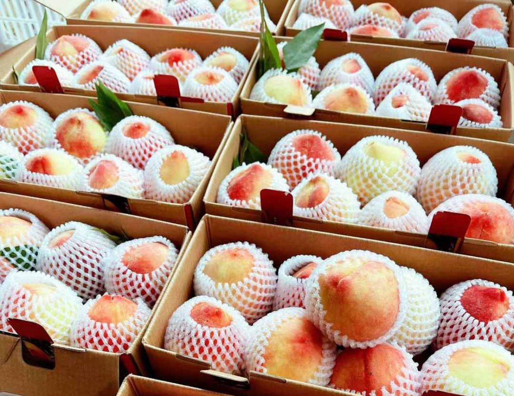 福建古田县水蜜桃丰收令人桃醉