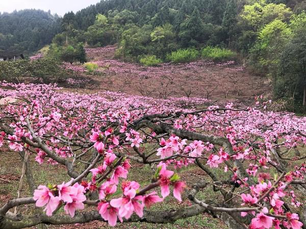 成都旅遊必去景點推薦—桃花故里#低音號導遊