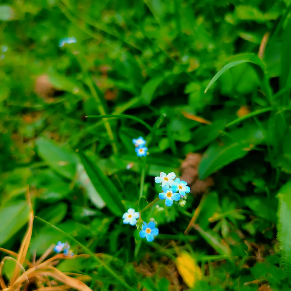 微孔草经年的风吹日晒赋予了它一身"坚韧"的铠甲绿绒蒿鬼箭锦鸡儿优雅