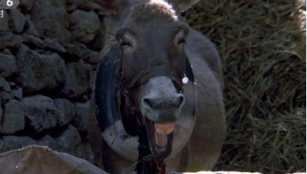 羊了个羊 驴了个驴|艰苦的生活，除了要斗羊，还要斗驴