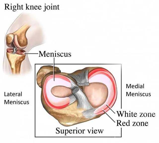 半月板解剖图高清图片