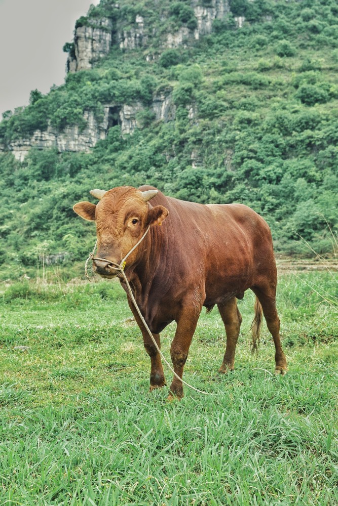 一汽奔腾探店试驾去深山里寻找最地道黄牛