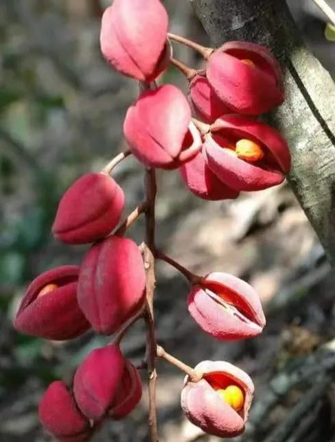 一个是金丝李,还有华木莲,毒箭树,还有木兰科,香樟,香樟也属于国家