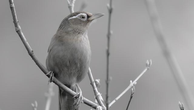 明朝奇案:因为1只画眉鸟,3人被"误"杀,3人被判死刑