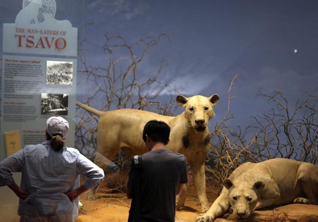 100多年前,"食人狮"捕食铁路工人,最终它是怎么被击毙的