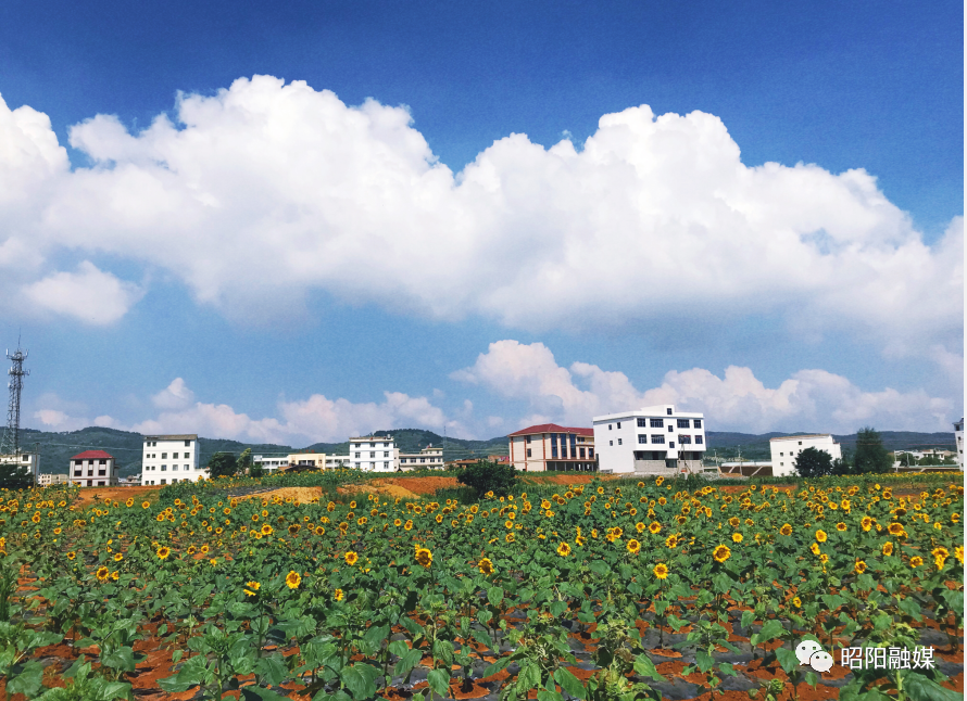 来永丰镇元龙村看向日葵灿烂盛放