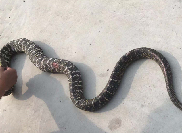 消防抓住两米长大粗蛇,为其疗伤并放归_腾讯新闻