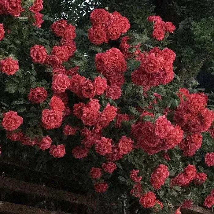 ins超火玫瑰花背景图(ins超火玫瑰花背景图动漫)