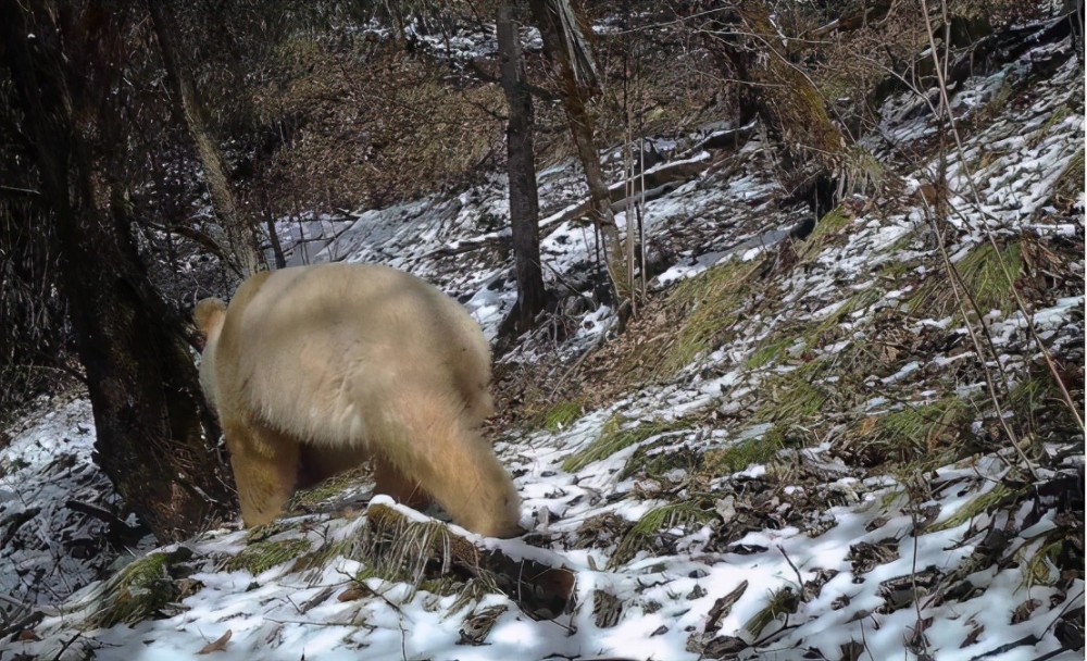 事实上,这其实是白化病的原因,研究者表示,在脊椎动物中,白化病还是