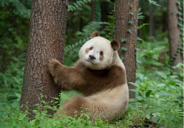 全球唯一白色大熊猫图片