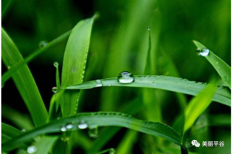 影像平谷:青草香