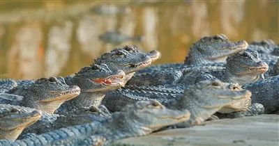 中国绿色时报:扬子鳄保护区野外鳄卵数量创新高