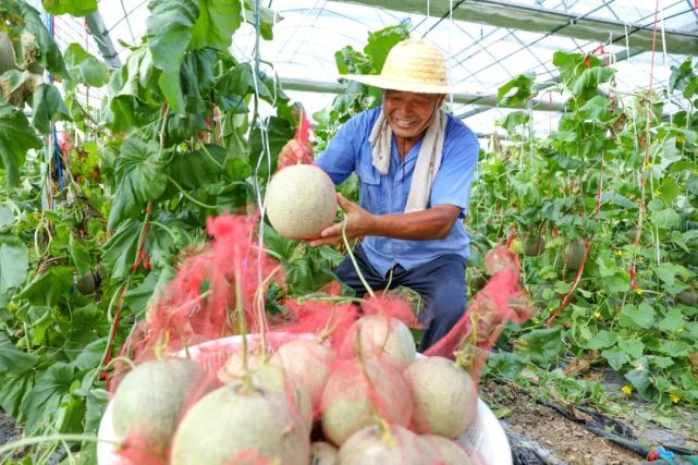 圖說洪澤丨食品產業園:發展特色種植助農增收!