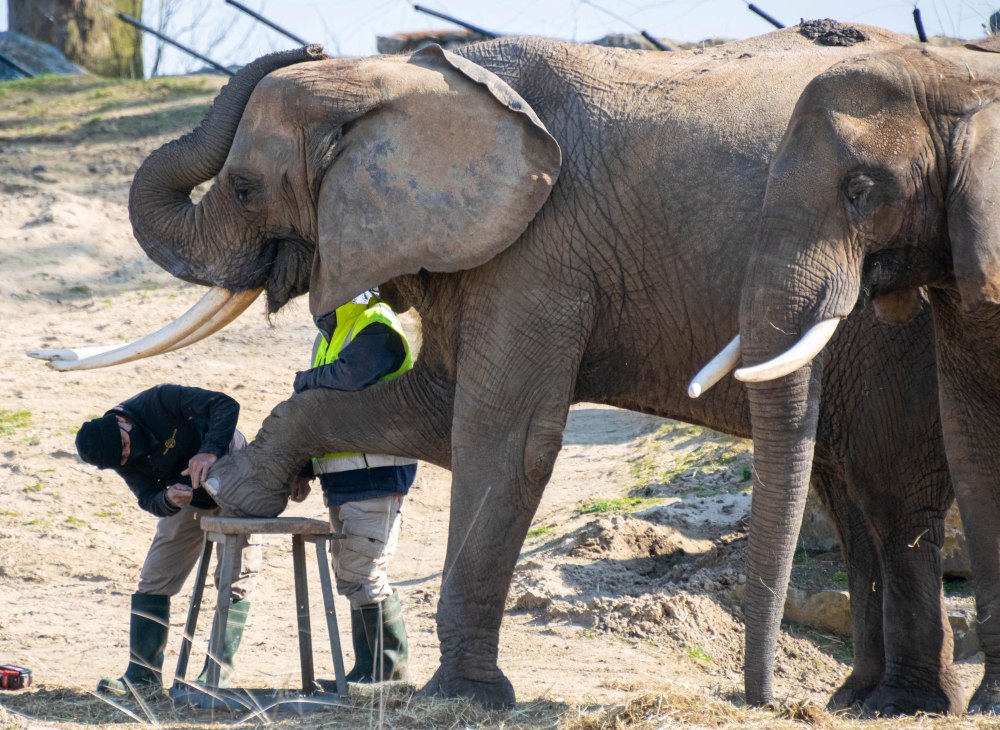 比利时动物园的非洲象排队把脚放在凳子上优雅享受足疗