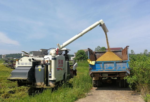 在沾溪镇的万亩示范片里,贺家坪水稻种植与农机化服务专业合作社基地