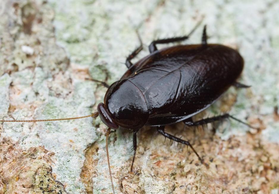 特别是美洲大蠊,是所有蟑螂中个头最大的,同时也是药用价值最高的.