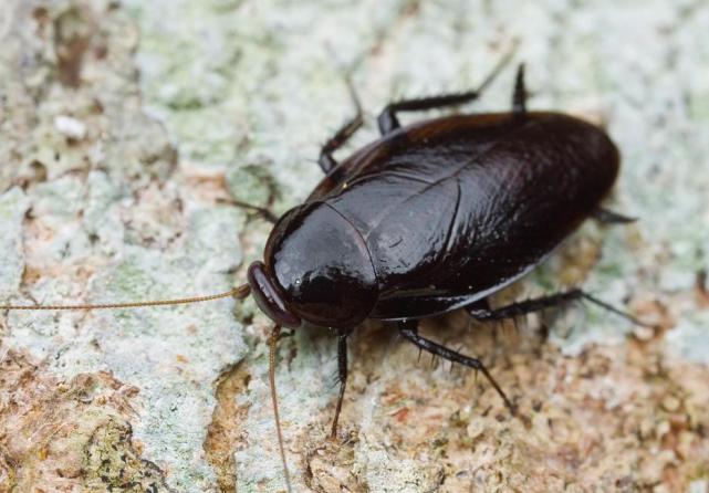 特别是美洲大蠊,是所有蟑螂中个头最大的,同时也是药用价值最高的.