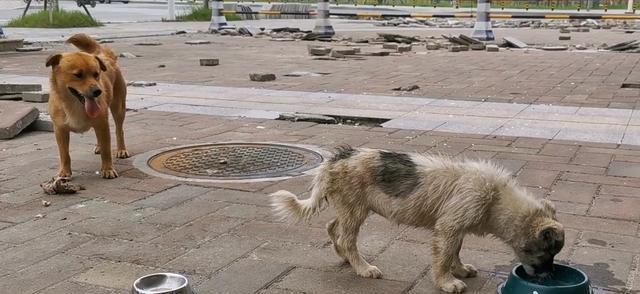 湖北為了生存兩隻流浪狗互相讓著食物小夥這難道就是愛情