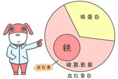 血红蛋白低怎么回事?血红蛋白低吃什么可以补起来