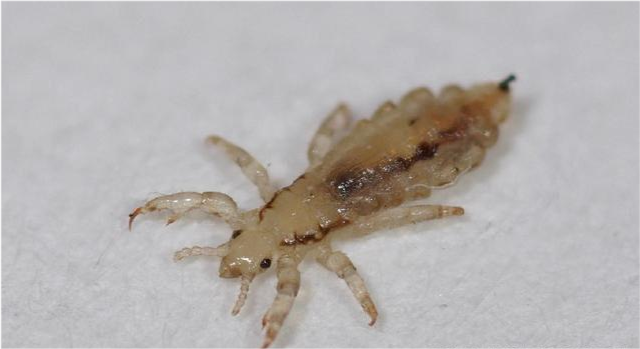 从动物学的分类来看,虱子隶属于原虱目,全世界共有种类约3000种,通常