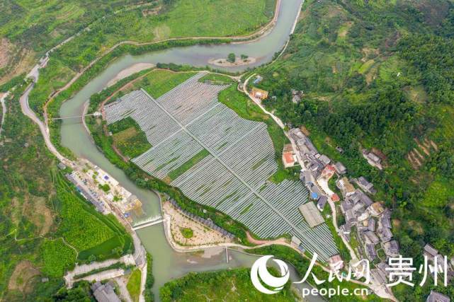 人民网开阳7月21日电(涂敏) 7月21日,位于贵阳市开阳县禾丰乡马坝鲜食