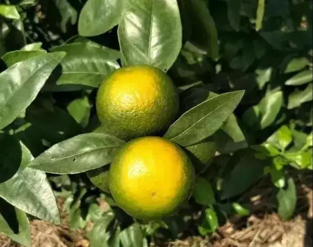 太阳果▲沃柑裂果因此,在夏季需要预防高温热害,防治沃柑出现太阳果