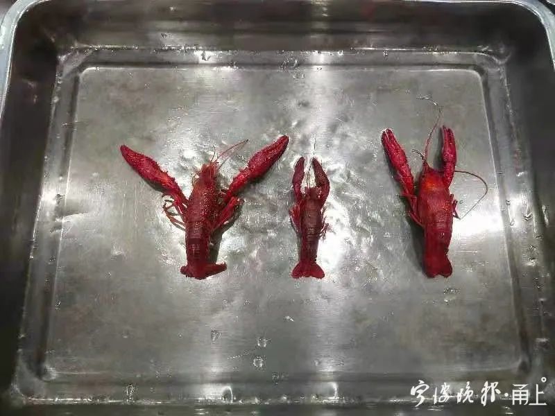 不同门店龙虾大小差异明显.记者 毛雷君 摄 来源:中国宁波网