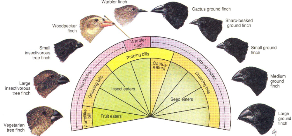 达尔文雀(图片来源:https://www.mun.