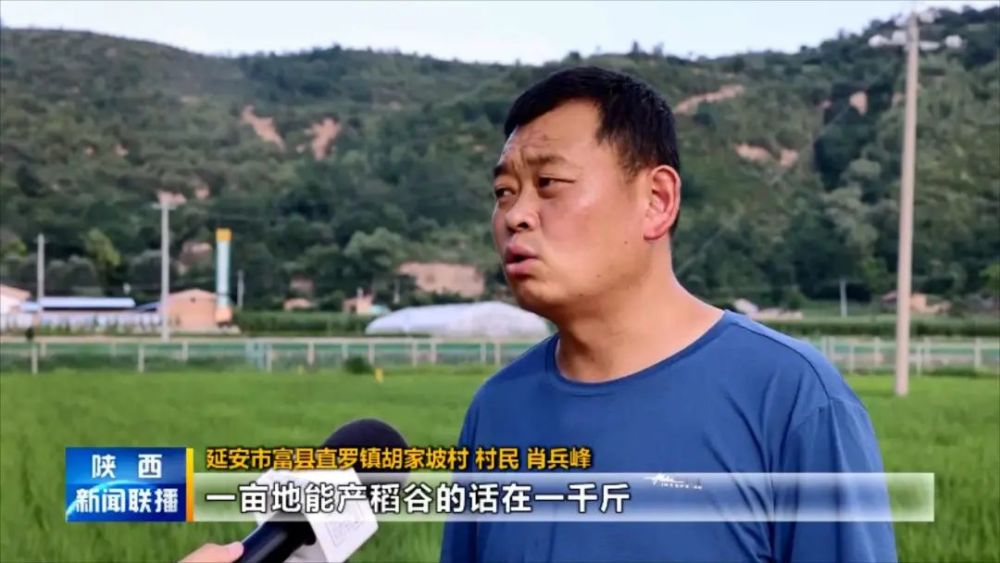 走进乡村看小康|富县直罗镇胡家坡村:洛河水畔稻田绿 黄土高原鱼米乡