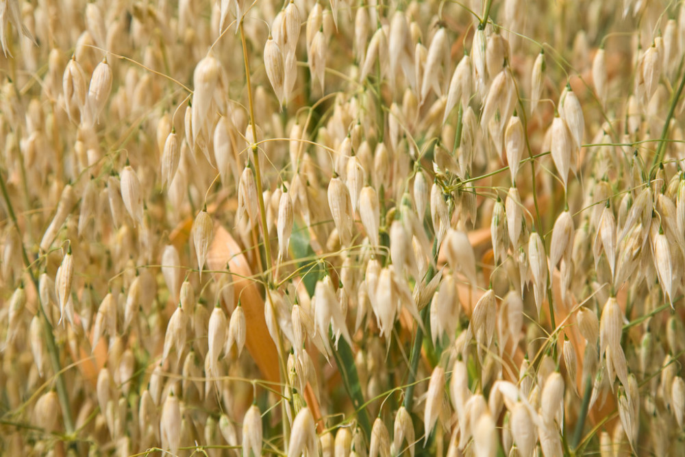 被称"甜干草"的燕麦,怎么种植产量高?一年收割几次?如何利用