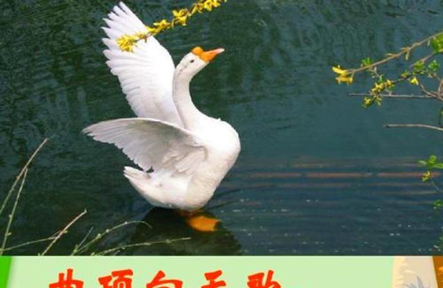 曲项向天歌的"曲"念几声?难倒诗词大会28位高手,蒙曼:还不错