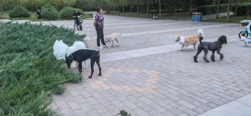 实探临河各大公园小区遛狗现状记者竟然发现