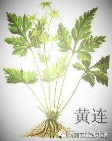 每日一方·黄连解毒汤 第29期>