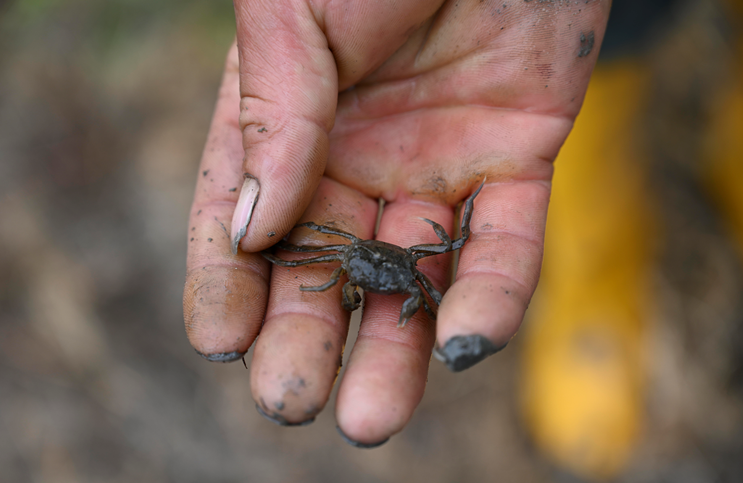 稻田里,一只只小螃蟹在这里安了家,发出阵阵"窸窣声".