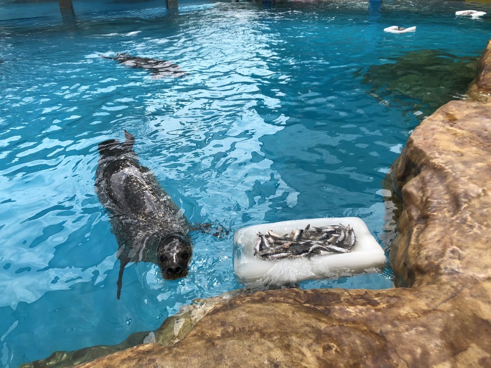 水果冰棍冰果凍巨型魚肉冰糕成都海昌極地海洋公園動物花式降溫