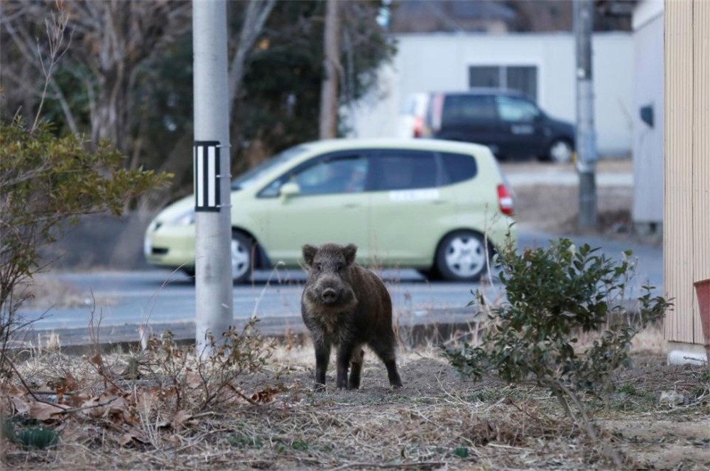 控制不住了日本福岛核辐射野猪泛滥数量超10万头或酿成灾难