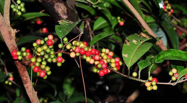 山上随处可见的"酸藤子",见过的人少,晾干后价值很高