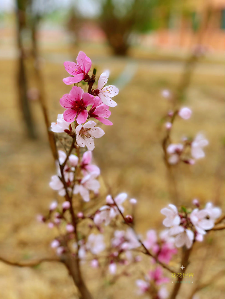 吃桃季 院子还没种桃树的看过来 纯天然无公害 腾讯新闻