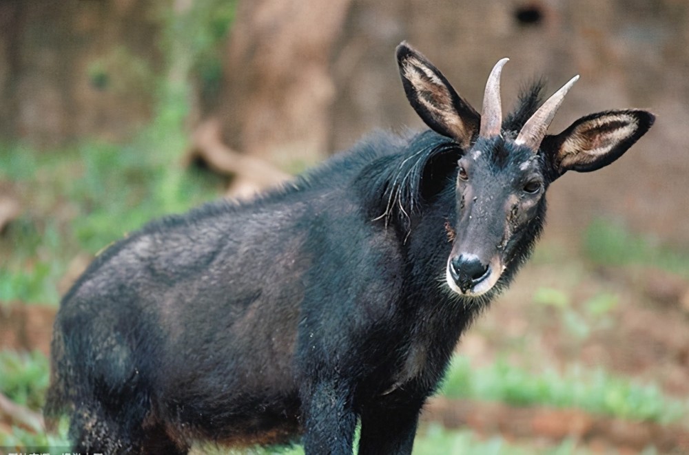 浙江老汉发现"四不像",认为是山羊,专家看后:立马封锁村子