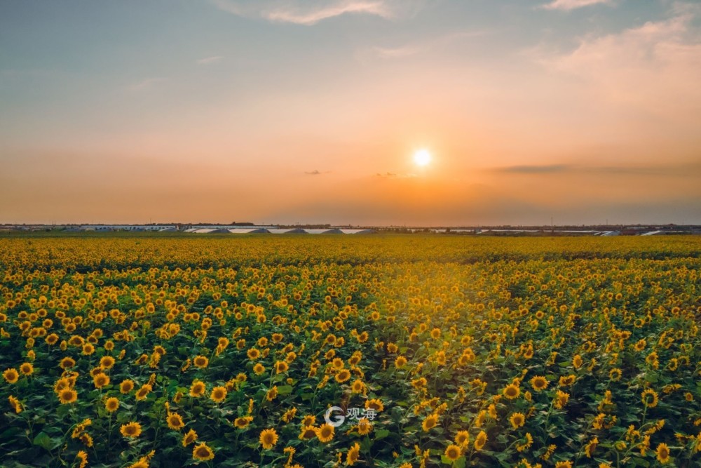 青岛最大向日葵花田原来在这!