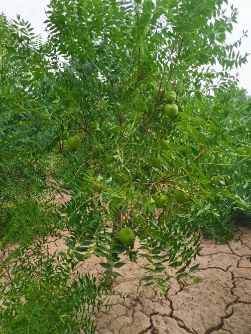 站文冠果基地进行了现场观摩,实地查看文冠果苗木生长和丰产挂果情况